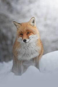 Umjetnička fotografija Portrait of red fox standing on snow covered land, marco vancini / 500px, (26.7 x 40 cm)