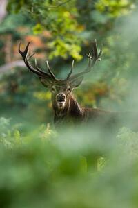 Fotografija Red deer, DamianKuzdak, (26.7 x 40 cm)