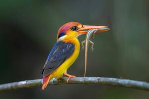 Fotografija Close-up of kingfisher perching on branch,Tambon, BP Chua / 500px, (40 x 26.7 cm)