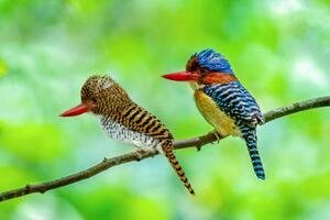 Fotografija Beautiful couple of Banded Kingfisher birds, boonchai wedmakawand, (40 x 26.7 cm)
