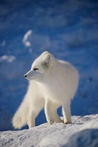 Fotografija Arctic Fox, John Conrad, (26.7 x 40 cm)