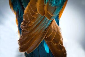 Umjetnička fotografija Kingfisher Wing Detail Background Structure Feather, wWeiss Lichtspiele, (40 x 26.7 cm)