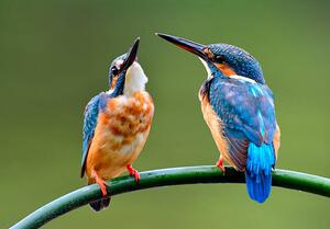 Umjetnička fotografija The lovely pair of Common Kingfisher, PrinPrince, (40 x 26.7 cm)