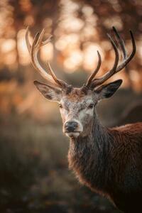 Fotografija Red Deer Stag Portrait, serts, (26.7 x 40 cm)