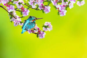 Fotografija A bird in a wonderful nature, serkanmutan, (40 x 26.7 cm)