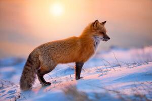 Umjetnička fotografija Red Fox In The Morning Sun, Darren Langdon, (40 x 26.7 cm)