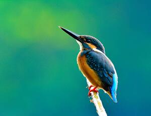 Fotografija Common kingfisher a beautiful blue, PrinPrince, (40 x 30 cm)