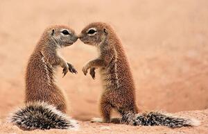 Fotografija Kissing ground Squirrels, AdelevSchalkwyk, (40 x 26.7 cm)