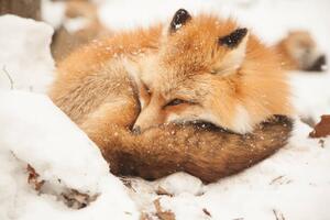 Umjetnička fotografija Close-up of sleeping fox, Alycia Moore / 500px, (40 x 26.7 cm)