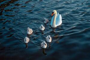 Umjetnička fotografija Urban Mute Swan newly hatched family, CHUNYIP WONG, (40 x 26.7 cm)
