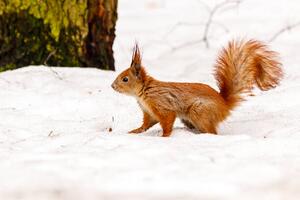 Umjetnička fotografija beautiful squirrel on the snow eating a nut, Minakryn Ruslan, (40 x 26.7 cm)