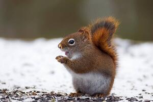 Umjetnička fotografija Red Squirrel on snow, Adria  Photography, (40 x 26.7 cm)