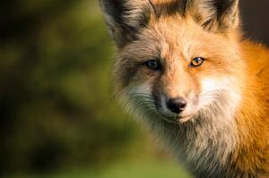 Fotografija A fox., Will Faucher, (40 x 26.7 cm)