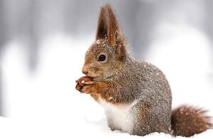 Umjetnička fotografija squirrel sitting on snow with a, Mr_Twister, (40 x 26.7 cm)
