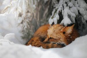 Umjetnička fotografija Close-up of squirrel on snow covered, Grzegorz Bukalski / 500px, (40 x 26.7 cm)