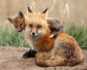 Umjetnička fotografija Red fox, Pat Gaines, (40 x 30 cm)