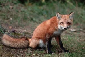 Umjetnička fotografija Red Fox Sitting, Layne Kennedy, (40 x 26.7 cm)