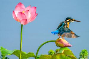 Umjetnička fotografija The kingfisher,China, 13708458888 / 500px, (40 x 26.7 cm)