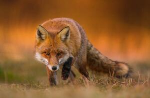 Umjetnička fotografija Portrait of red fox standing on grassy field, Wojciech Sobiesiak / 500px, (40 x 26.7 cm)