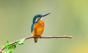 Umjetnička fotografija kingfisher, Yaorusheng, (40 x 24.6 cm)