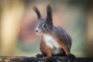 Fotografija Adventures of cute and funny squirrel, Barbara Cerovsek, (40 x 26.7 cm)