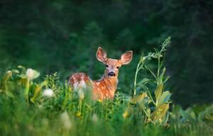 Umjetnička fotografija Bambi Deer Fawn, Adria  Photography, (40 x 24.6 cm)