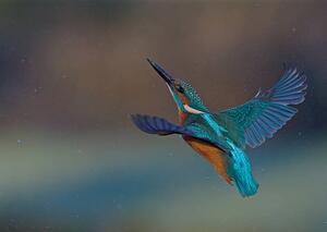 Umjetnička fotografija Kingfisher, mark hughes, (40 x 30 cm)