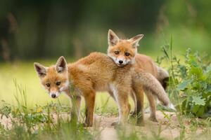 Fotografija Adorable baby fox pups playing, DamianKuzdak, (40 x 26.7 cm)