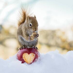 Umjetnička fotografija squirrel love, Nancy Rose, (40 x 40 cm)