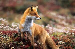 Fotografija Fox in a autumn mountain, keiichihiki, (40 x 26.7 cm)