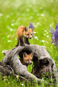 Umjetnička fotografija Cute red fox pups play in field of flowers, jimkruger, (26.7 x 40 cm)