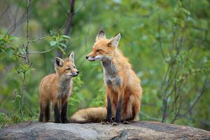 Fotografija Red Fox & Kit, mlorenzphotography, (40 x 26.7 cm)