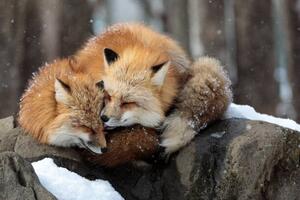 Fotografija Close-up of red fox on snow, Sebastian Nicolas / 500px, (40 x 26.7 cm)