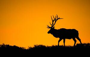 Umjetnička fotografija A large bull elk in silhouette, jared lloyd, (40 x 24.6 cm)