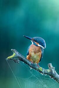 Umjetnička fotografija Close-up kingfisher, Federico Ranalli, (26.7 x 40 cm)
