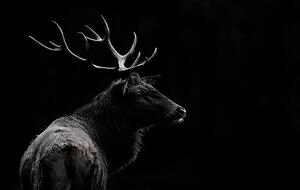 Umjetnička fotografija The deer soul, Massimo Mei, (40 x 24.6 cm)