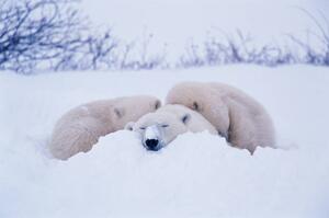 Umjetnička fotografija Polar bear sleeping in snow, George Lepp, (40 x 26.7 cm)