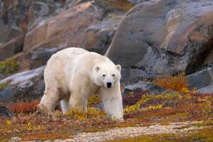 Umjetnička fotografija Polar Bear adult male in autumn colors, Stan Tekiela Author / Naturalist / Wildlife Photographer, (40 x 26.7 cm)