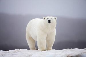 Fotografija Polar Bear on ice, Paul Souders, (40 x 26.7 cm)