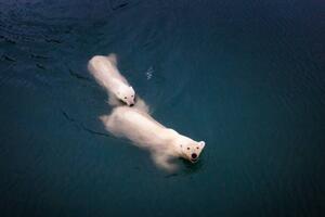 Fotografija Mom and cub Polar bears swimming at Spitsbergen, Posnov, (40 x 26.7 cm)
