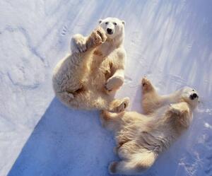 Fotografija Polar bears lying on backs,, George Lepp, (40 x 35 cm)