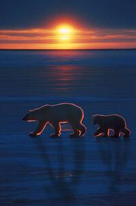 Umjetnička fotografija Mother polar bear with cub, Ron Sanford, (26.7 x 40 cm)