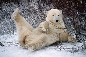 Umjetnička fotografija Polar Bear Lying in Snow, George D. Lepp, (40 x 26.7 cm)