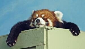 Umjetnička fotografija Red Panda ready for a nap, Kim MacKay, (40 x 22.5 cm)