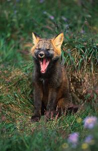 Umjetnička fotografija Arctic Fox Yawning, Danny Lehman, (26.7 x 40 cm)