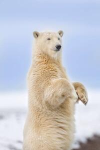 Fotografija Polar bear standing, Patrick J. Endres, (26.7 x 40 cm)