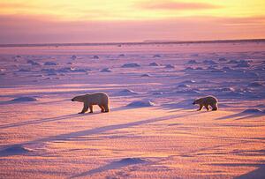 Umjetnička fotografija Polar Bears Crossing Snowfield, John Conrad, (40 x 26.7 cm)