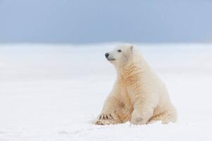 Umjetnička fotografija Polar bear cub in the snow, Patrick J. Endres, (40 x 26.7 cm)