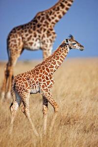 Fotografija Young giraffe calf, Martin Harvey, (26.7 x 40 cm)