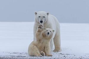 Umjetnička fotografija Polar bear, Sylvain Cordier, (40 x 26.7 cm)